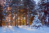 Arboretum Trees In Snow_11904